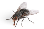 Housefly