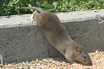 Rat